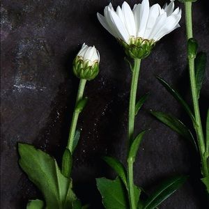 Meet your Posher, Liz